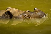 Portrait of Sumatran Rhinoceros bathing Borneo Malaysia 