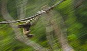 Müller's Bornean Gibbon on a branche Borneo Malaysia