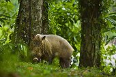 Bearded Pig Danum Valley Borneo Malaysia