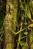 Tropical forest Dragon Danum Valley Borneo Malaysia