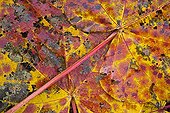 Leaves of Binuang Borneo Danum Valley Malaysia 