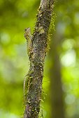 Tropical forest Dragon Danum Valley Borneo Malaysia