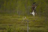 Osprey flying away Finland 