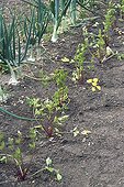 Celery 'A cotes rouges' seedlings in a kitchen garden