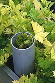 Whitening of celery 'Géant doré amélioré'