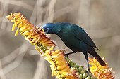 Greater Blue-eared Glossy-starling in the Kruger NP