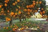 Small citrus fruit tree producing soft loose skinned fruits