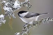 Willow Tit on a branch covered with lichen Finland