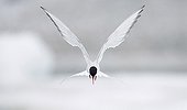 Arctic Tern hovering Iceland