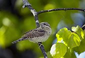 Wryneck on a branch Latvia 
