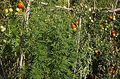 Plants de Chanvre poussant dans les pieds de Tomates