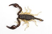 European Yellow Tailed Scorpion in studio