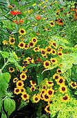 French marigolds 'Naughty Marieta' in bloom in a garden