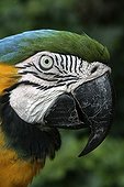Portrait of a Blue-and-yellow Macaw Brazil