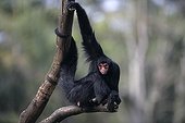 Red-faced Black Spider Monkey in Brazil