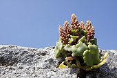Pennywort on the island of Ouessant France
