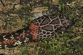 Portrait of Checkerbelly French Guiana