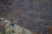 Deer in autumn in Abruzzo NP Italy