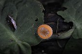 Fungus in rainforest in Nicaragua 