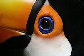 Eye of Toco Toucan Brazil