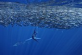 Striped Marlins feeding on Pacific Sardines Baja California