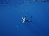 Striped Marlins feeding on Pacific Sardines Baja California