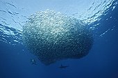 Sea Lions & Marlins under baitball of Pacific Mackerels