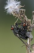 Flesh Flies mating Franche-Comte France 