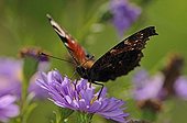 Peacock butterfly on flowers of Aster Franche-Comte France 