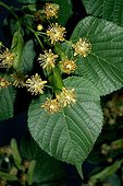 Largeleaf linden in bloom