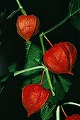 Chinese lantern in fruit