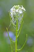 Dew on a shepherd's purse with cobweb