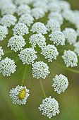Coleoptere on a giant hogweed's flower