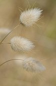 Harestail grasses
