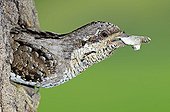 Eurasian Wryneck leaving its nest with the fecal sac Doubs