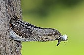 Eurasian Wryneck leaving its nest with the fecal sac Doubs