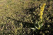 Great yellow gentian Rattle and Sainfoin Ubaye Alpes France