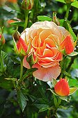 Rose in bloom and in bud in a garden