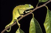 Tiger Chameleon