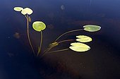 Yellow Water Lily in a lake Skuleskogen Park Sweden 