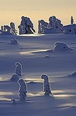 Fir trees covered in snow at dusk Riisitunturi NP Finland 