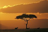 Bubales et acacia au coucher du soleil Kenya
