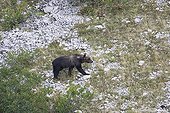 Marsican Bear walking National Park of Abruzzo Italy 
