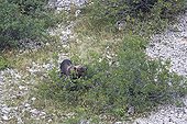 Marsican Bear in bush  National Park of Abruzzo Italy 