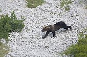 Marsican Bear in scree  National Park of Abruzzo Italy 