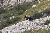 Marsican Bear with transmitting collar Abruzzo Italy 