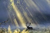 Male red deer and rays of sun Dyrehaven Denmark 