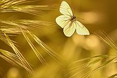 Black-veined White in flight at dusk Ardeche France