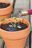 Planing out of pansies in a garden