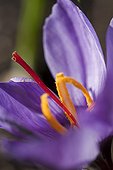 Saffron in bloom in a garden